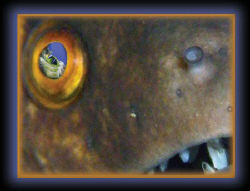 Moray + by Martin Dalsaso 